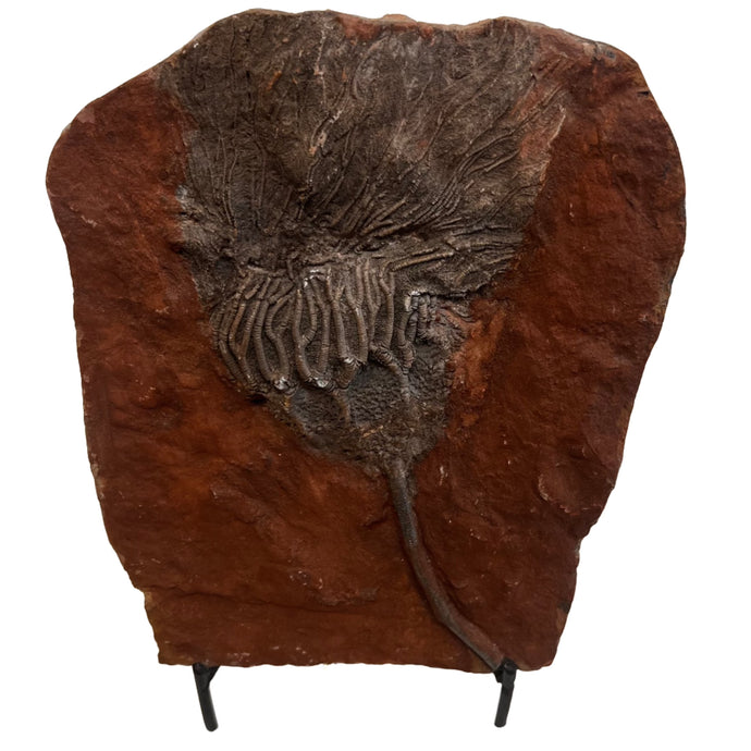 Moroccan Crinoid Fossil