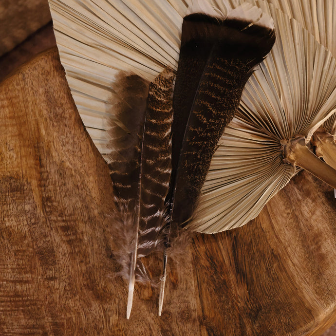 Turkey Feather