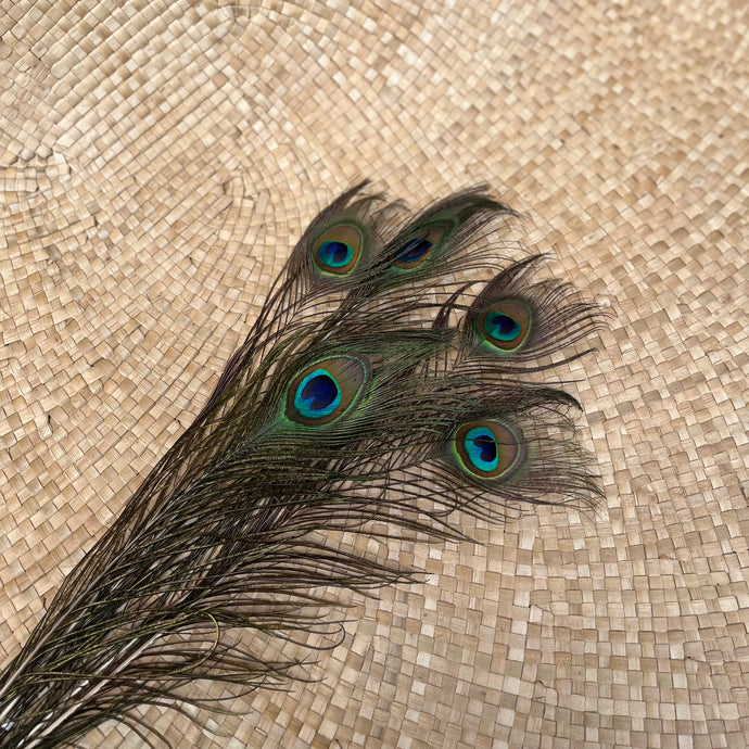 Peacock Feather