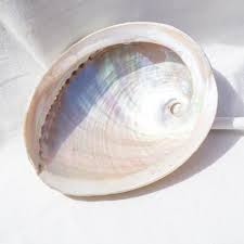 White Abalone Shell Dish (Copy)