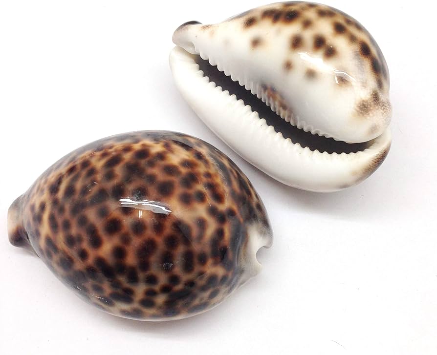 Tiger Cowrie Shell