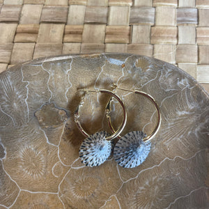 Driftwood Dreams - Opihi Shell Thick Hoops