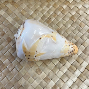 Carved Cone Shell