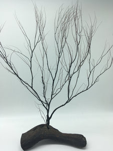 Rare Black Coral Tree